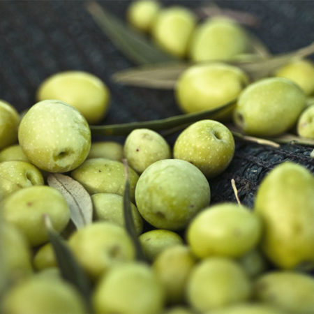 Olivenernte Italien 2016: Frühe Ernte heißt weniger Olivenöl