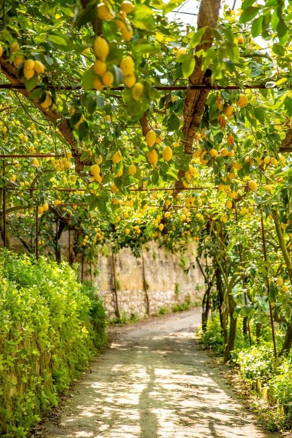 Zitronen hängen an einer Pergola in Sorrent