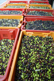 Erntefrische Oliven Erntefrische Oliven