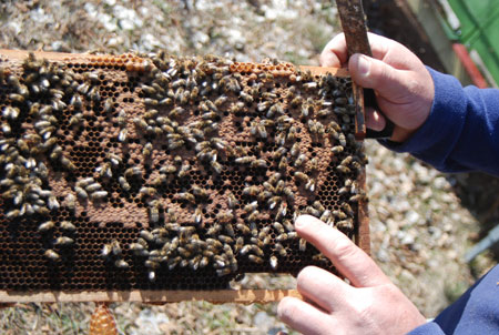 Honig aus den Alpen Bienenwaben