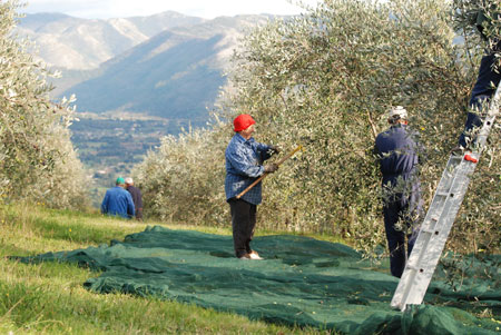 Quattrociocchi fleissige Erntehelfer Bei der Arbeit.