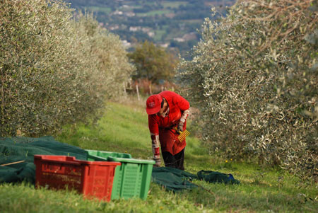 Quattrociocchi Olivenernte In diese Kisten kommen die gepflückten Oliven.