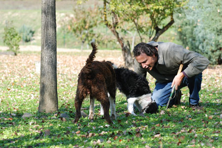 Trueffelsuche Riccardo Trueffelhunde Riccardo bei der Trüffelsuche mit seinen Hunden