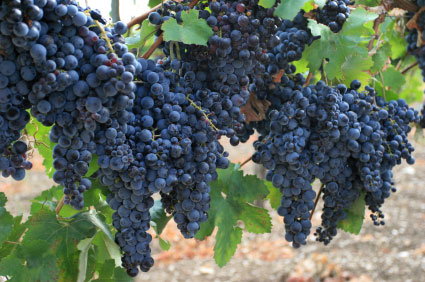 chianti_trauben Reife Trauben