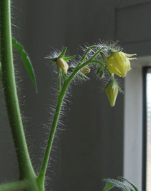 Piennolo-Blüte Piennolo-Blüte