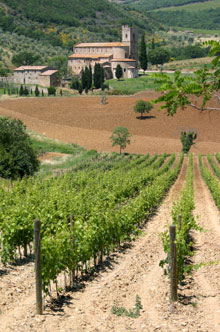 Abtei Montalcino Die Abtei Sant’Antimo mit Weinstöcken