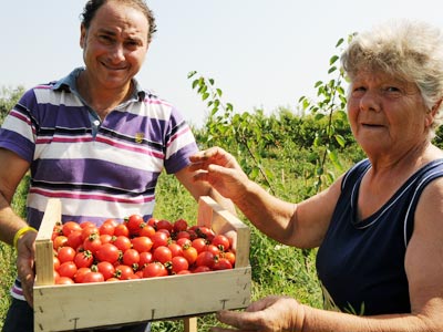 Vesuviani_Pasquale Pasquale und Maria bei der Ernte