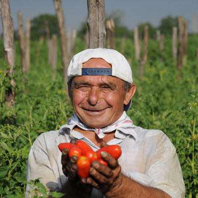 ..oder aus San-Marzano-Tomaten