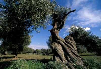 olivenbaum_sardinien Uralte Olivenbäume auf Sardinien