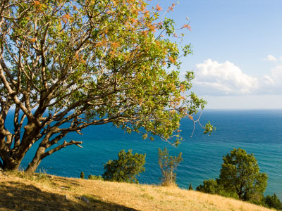 pistazien baum Ein Pistazien-Baum am Meer