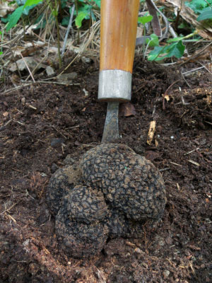 Périgordtrüffel – frisch aus Umbrien