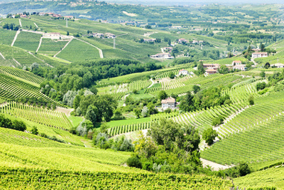 Weinberge bei Barbaresco