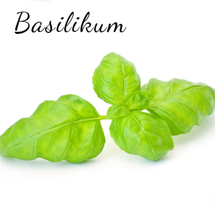 basilikum