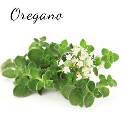 oregano
