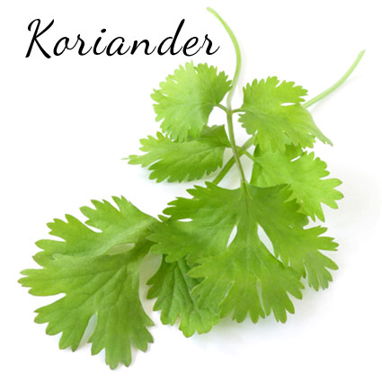 koriander