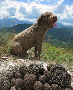 Ein Trüffelhund mit seiner edlen Beute.