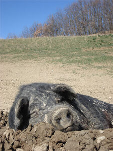 Ein zufrieden schlafendes, schwarzes Schwein.
