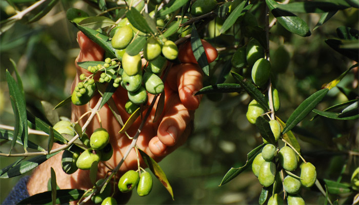 Grüne Oliven am Baum