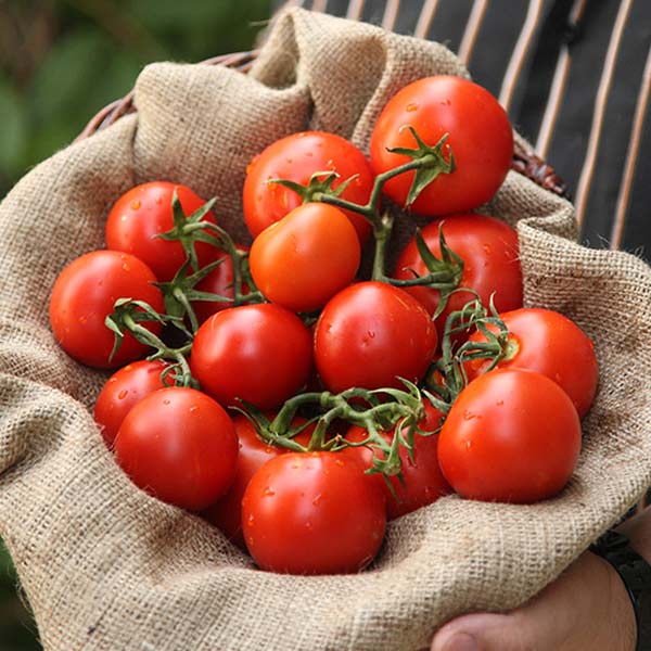Lycopin – Macht aus Tomaten Superfood