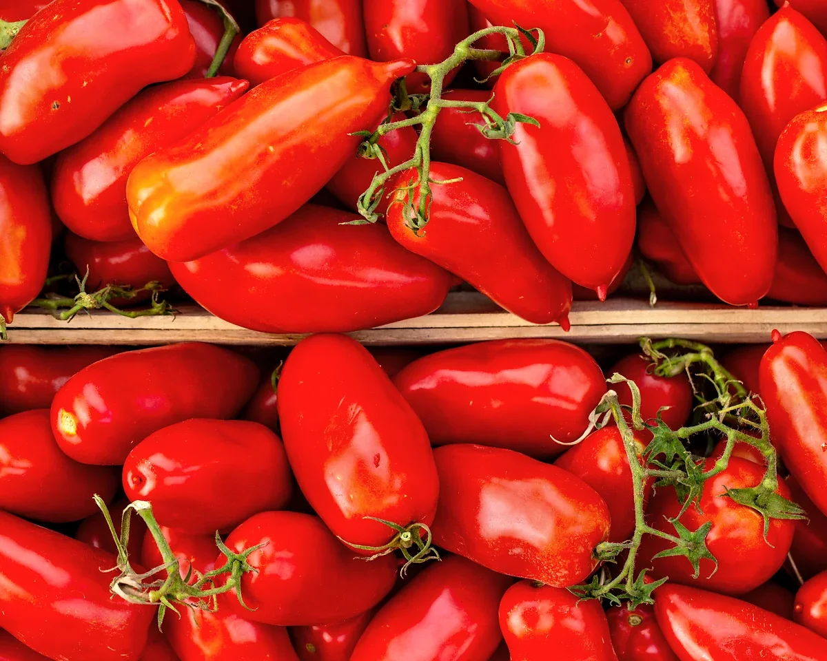 Längliche San-Marzano-Tomaten in einer Erntekiste