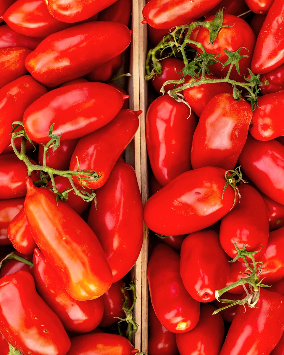 Längliche San-Marzano-Tomaten in einer Erntekiste