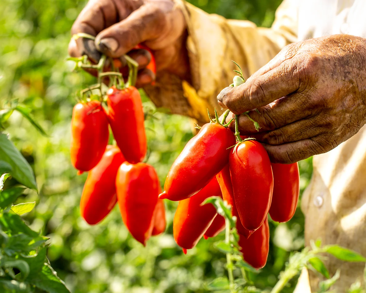 Vollreife San-Marzano-Tomaten werden von Hand geerntet