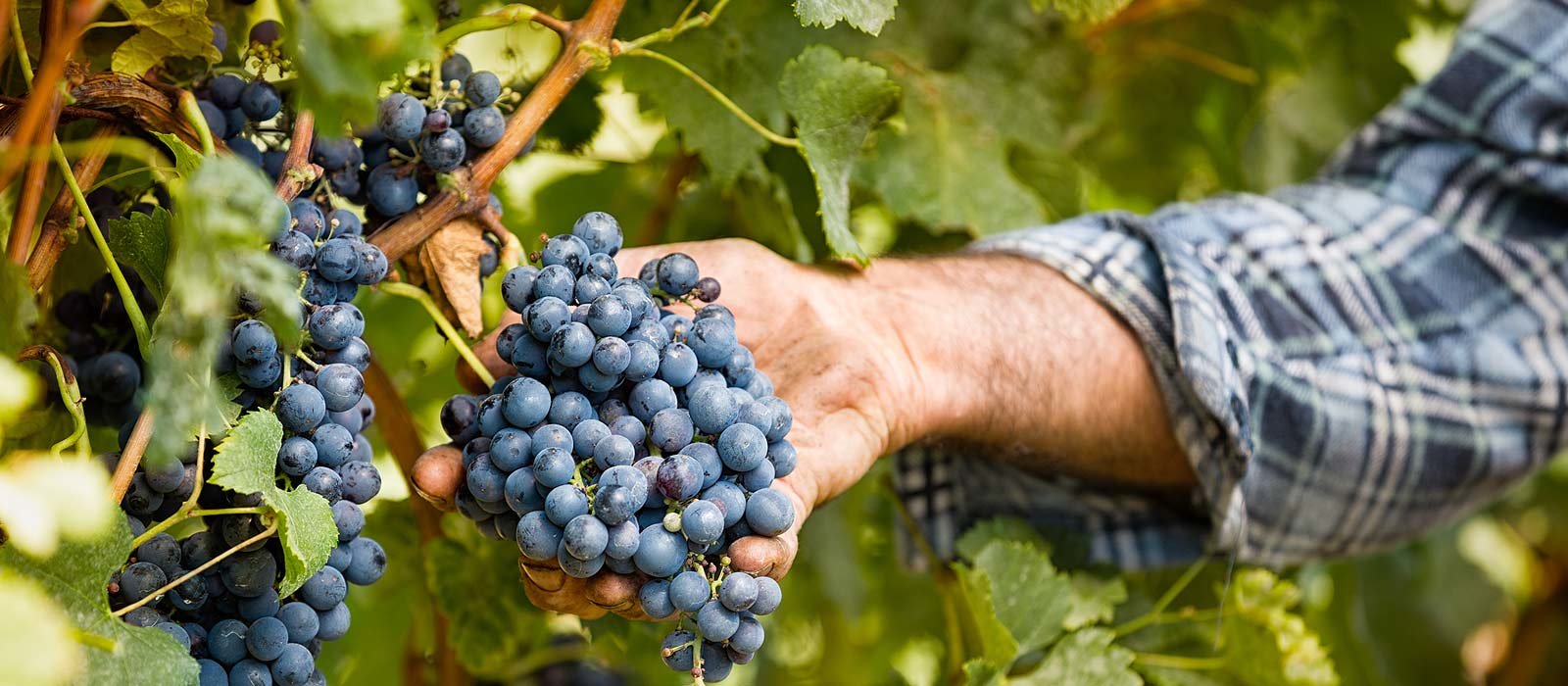 Primitivo Salento IGP - Testsieger Rotwein