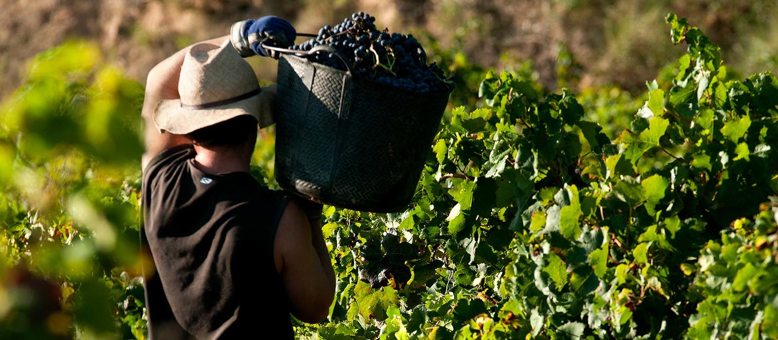 Primitivo Salento IGP - Testsieger Rotwein