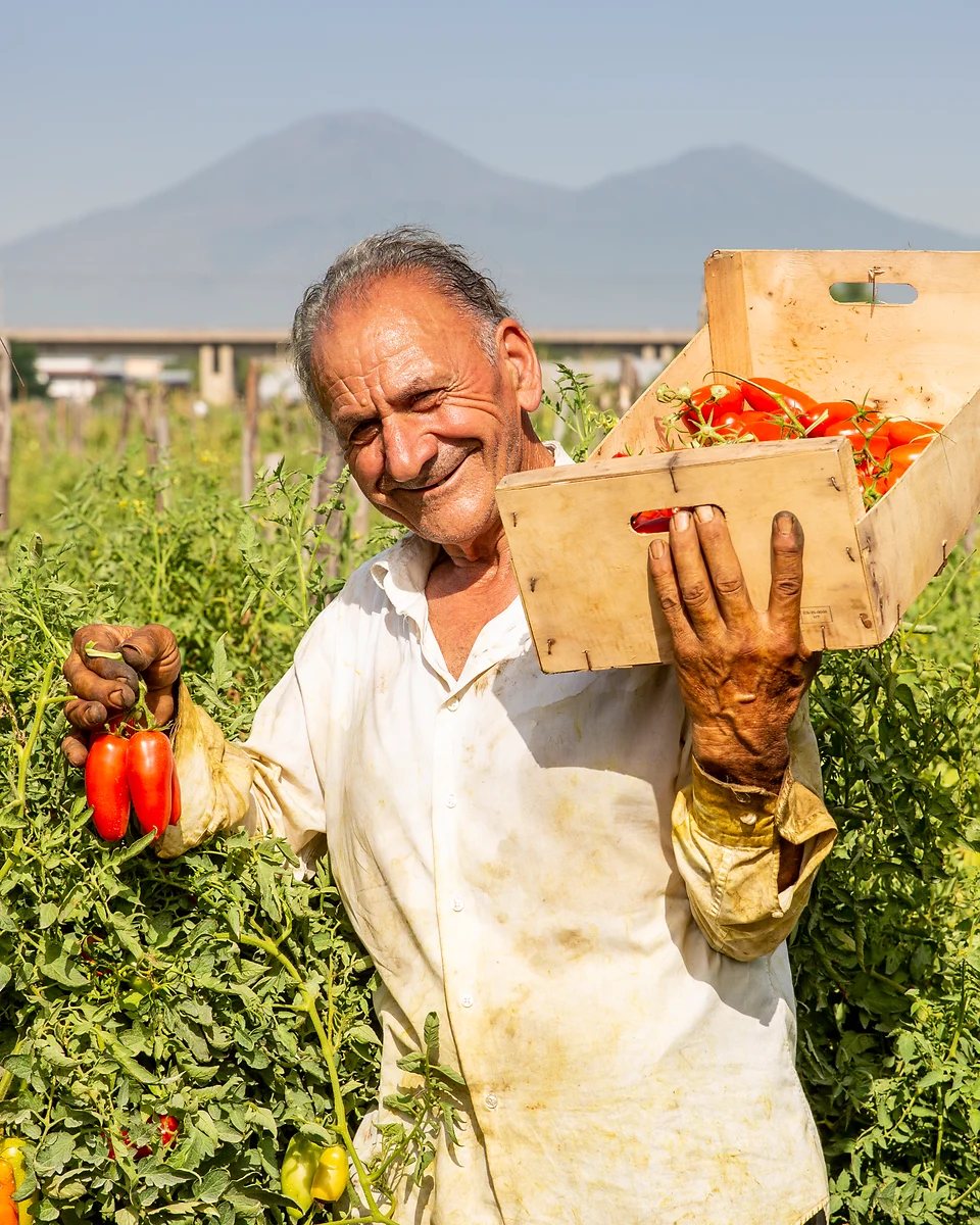 Tomatenanbau im Agro Sarnese-Nocerino am Fuße des Vesuvs